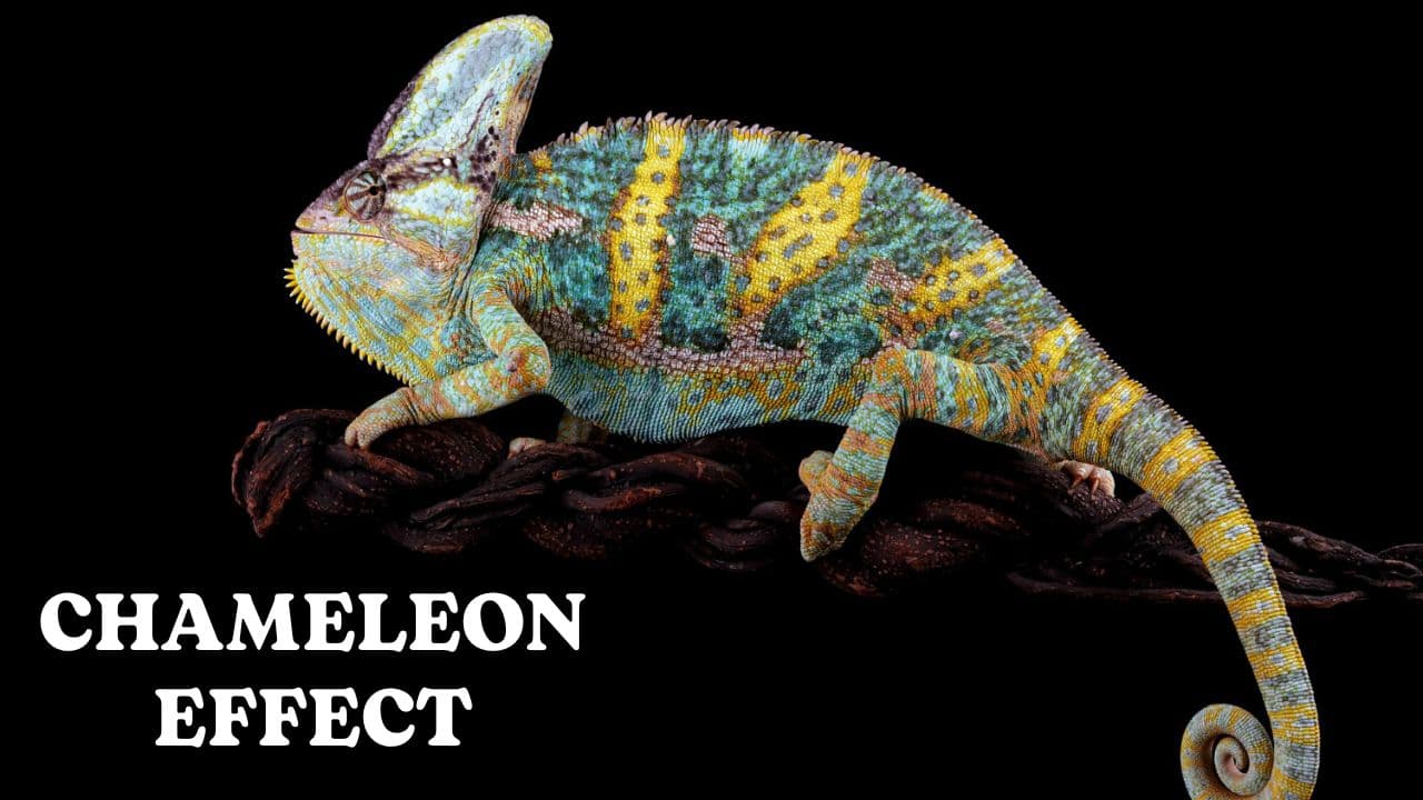 chameleon effect
